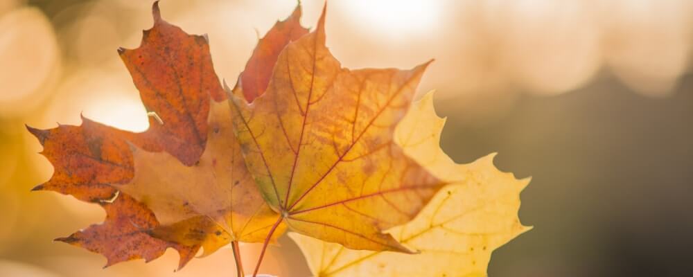 Canada Extends Its Immigration Targets Into 2021